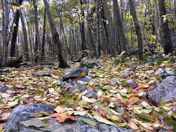 Thick covering of colorful fallen leaves on a rocky trail.