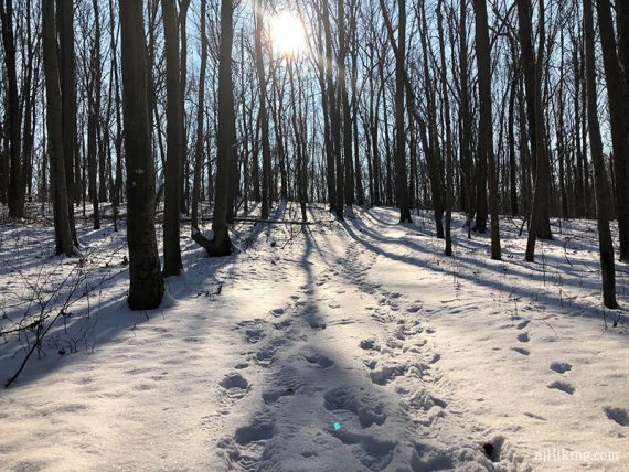 Snow covered trail with footsteps and sunlight streaming through bare trees.