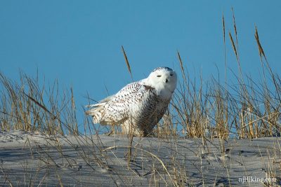 Snowy Owls in New Jersey | njHiking.com