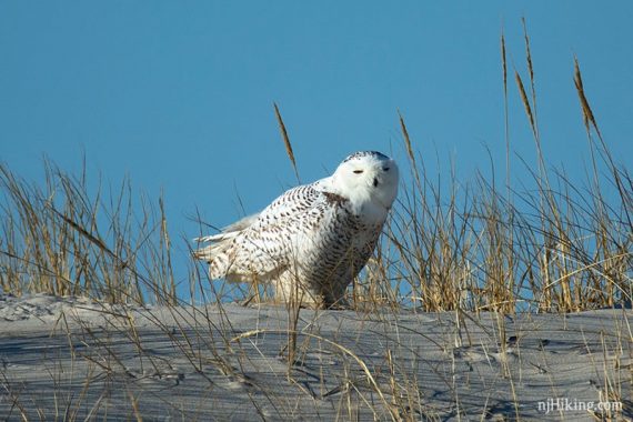 Snowy owl sitting in dune grass.