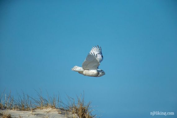 Snowy owl in flight.