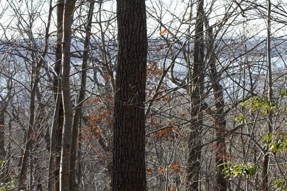 Viewpoint sidetrail off of Laurel Ridge Trail