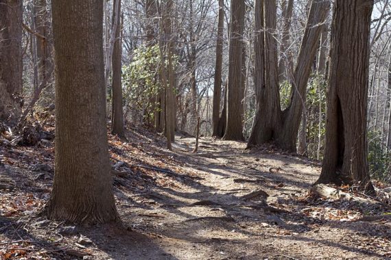 Trail surface of the Laurel Ridge Trail