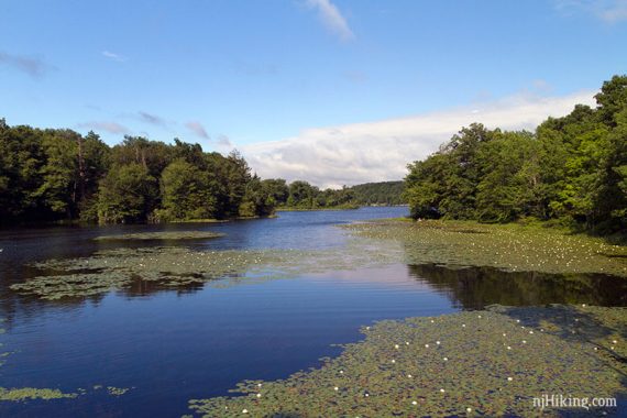 Lily pads covering Wawayanda Lake