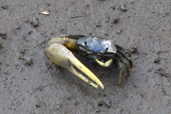 Fiddler crab by the crabbing bridge