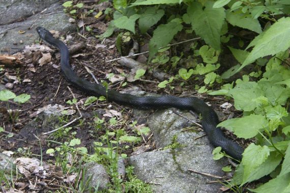 Black rat snake on rocky trail