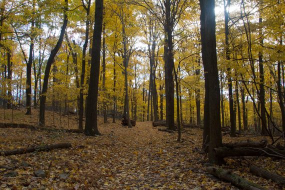 Bright yellow foliage on the Cushetunk Trail