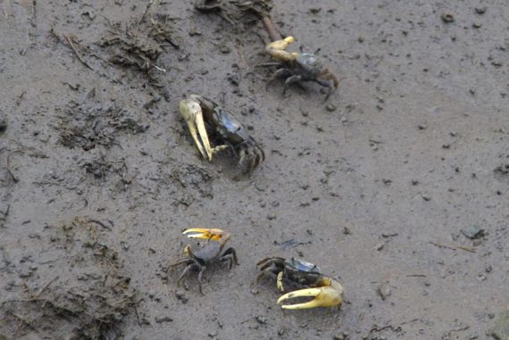 Fiddler crabs