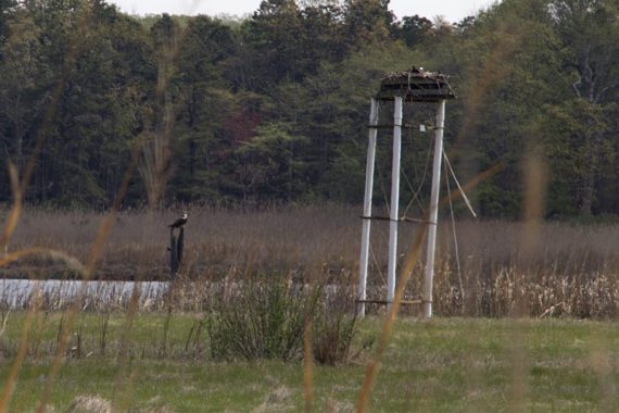 Osprey and their nesting platform.