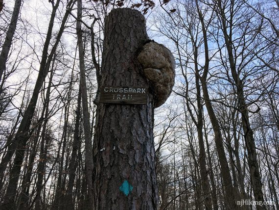 Crosspark trail sign embedded in a tree
