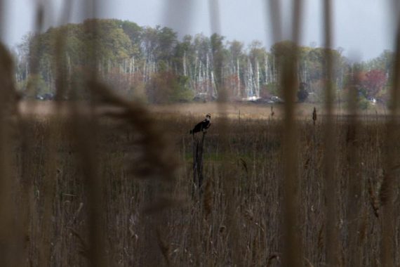 Osprey on a post, seen through the reeds