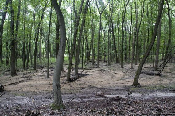 Green trail - this used to be a lush area of ferns