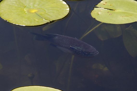 Fish in water near lily pads