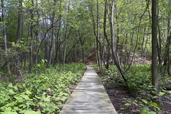 Long wooden boardwalk with low vegetation on both sides.