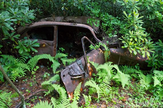 Rusted car overgrown with ferns