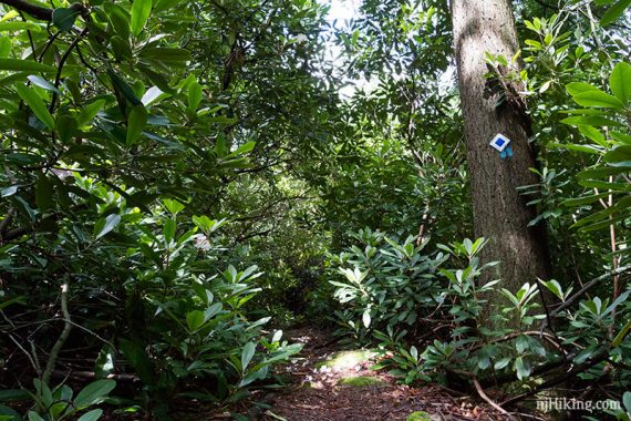 Cedar Swamp trail blue marker on a tree surrounded by rhododendron