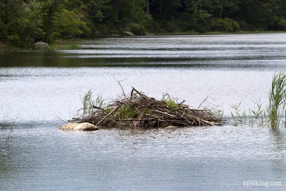 Close up of beaver dam