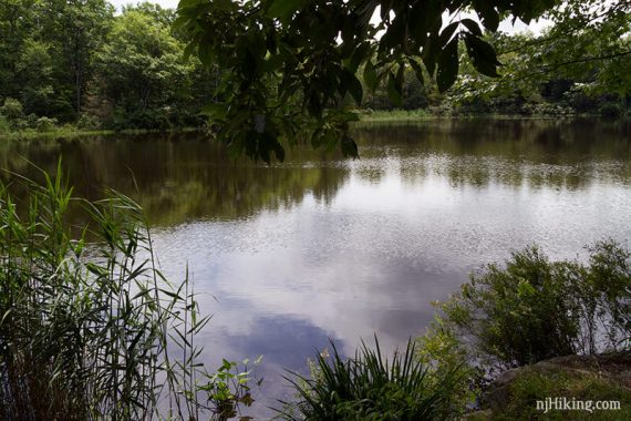 Lake Lookout with an overhanging tree and vegetation at the edge