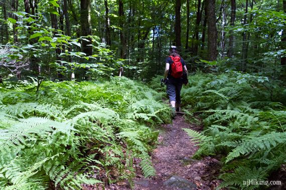 Hiker on a fern covered trail