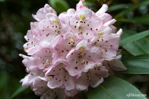 Pink and white rhododendron bloom