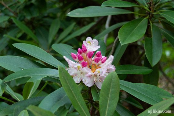 Pink rhododendron starting to bloom surrounded long green leaves