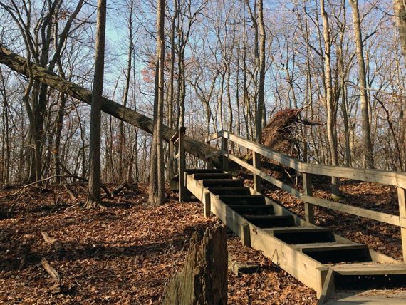 Large blow down on the GREEN trail