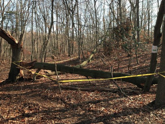 Trail rerouted away from the cedar swamp