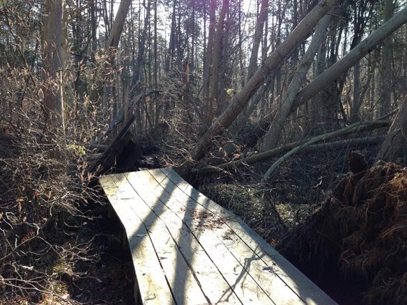 Uprooted section of boardwalk in the cedar swamp section of the GREEN trail 