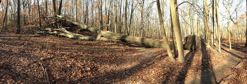 Large blow down on the GREEN trail