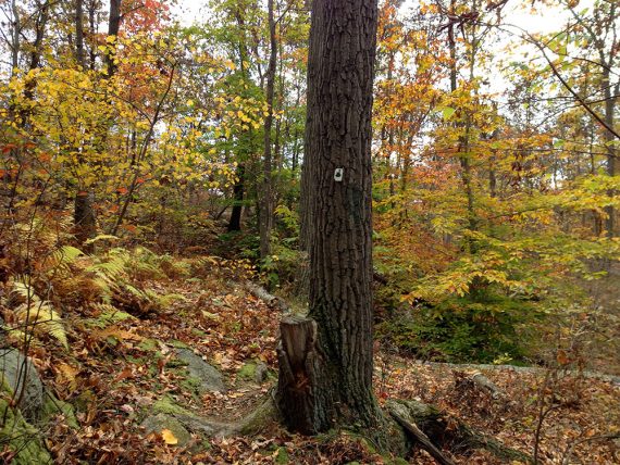 Old Guard Trail