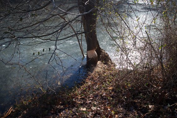 Beaver activity in a tree by a frozen pond.