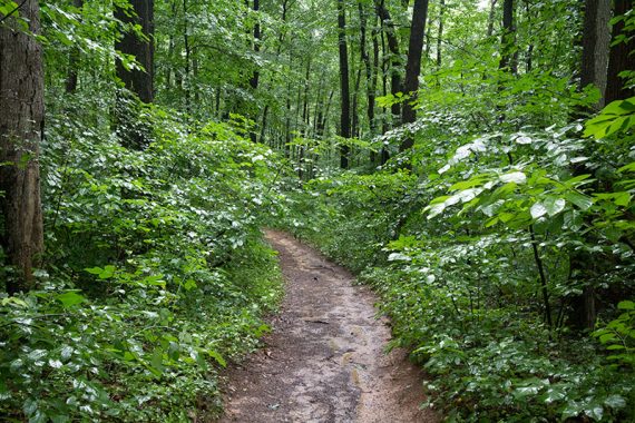 Dirt path surrounded by green foliage.