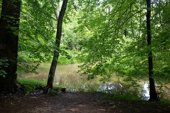 Brown stream surrounded by green trees.