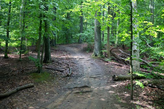 Root filled dirt trail winding through trees.