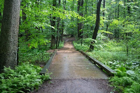 Wide plank trail bridge surrounded by ferns.