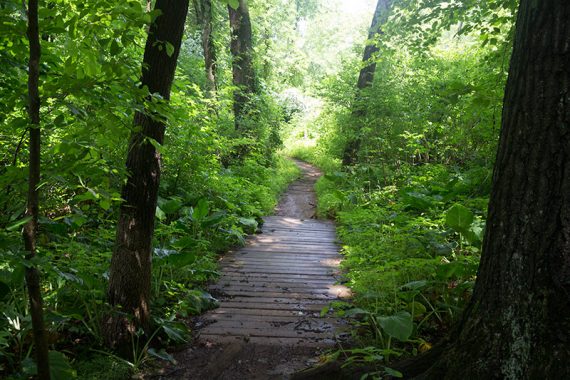 Long wooden walkway with green vegetation.