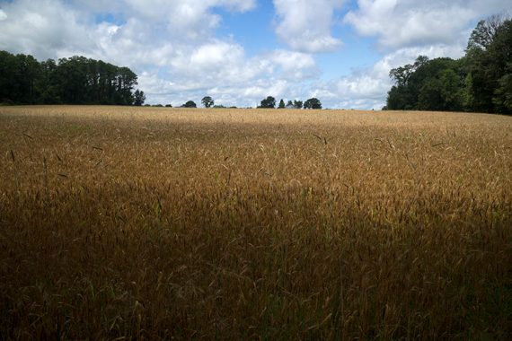 Brown grasses in a field with blue sky and clouds overhead.