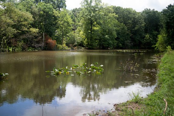 Small pond with trees around it.