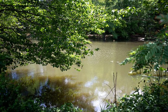 Green trees overhanging a small pond.