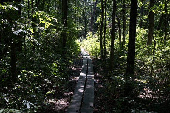 Long plank boardwalk.