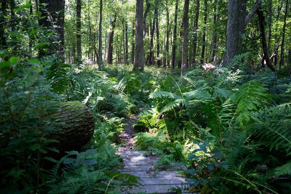 Ferns along a hiking trail.