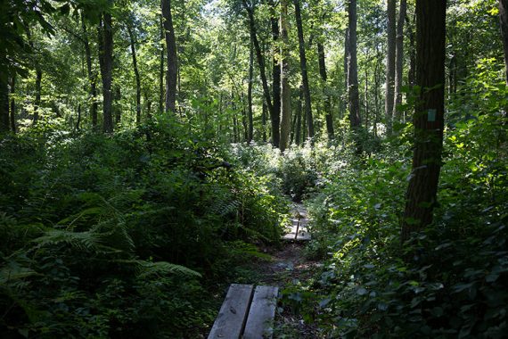 Wooden planks on a trail.