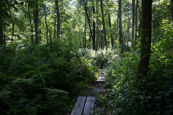 Wooden planks on a trail