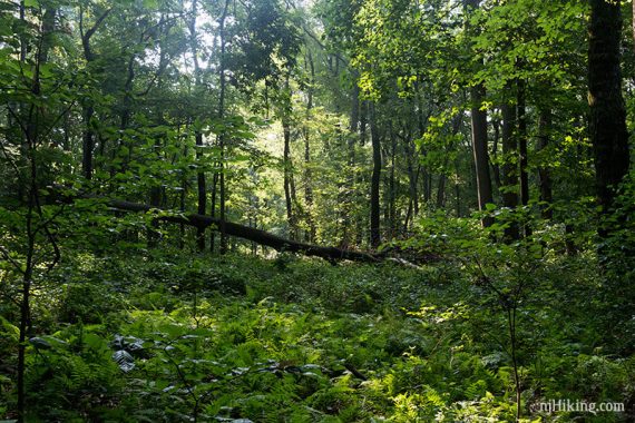 Overgrown green forest.