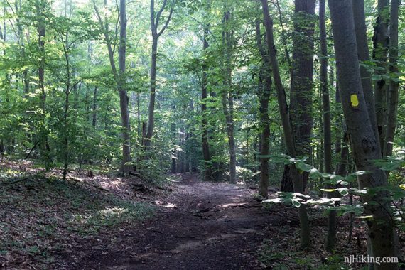 Dirt trail surrounded by trees and a yellow marker.