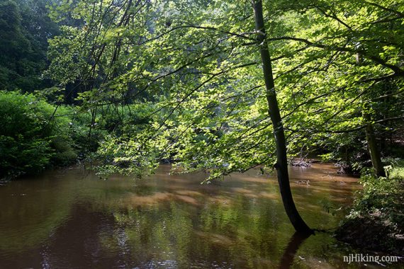 Tree growing out of a brook.