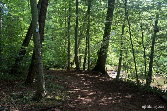 Blue trail near the brook.