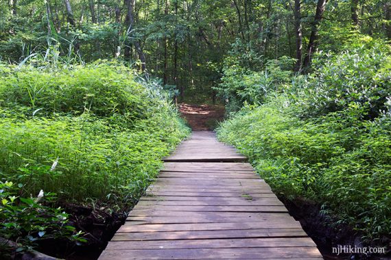 Plank bridge with bushes on both sides