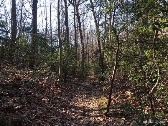 Laurel Ridge Trail.