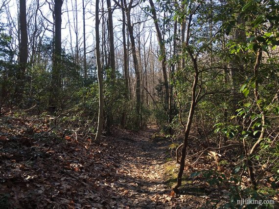 Laurel Ridge Trail.